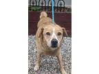 Adopt MILO a Tan/Yellow/Fawn Shar Pei / Mixed dog in Jackson, OH (41422175)