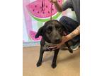 Adopt Sam* a Black Mixed Breed (Small) / Mixed dog in Anderson, SC (41422253)