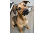 Adopt Jake a Black Bernese Mountain Dog / German Shepherd Dog / Mixed (short