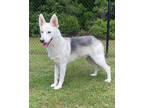 Adopt Grizzly a White Husky / Mixed dog in Conway, SC (41422249)