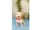 Adopt Cup of Noodles a Brown/Chocolate American Pit Bull Terrier / Mixed dog in