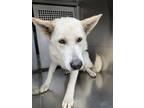 Adopt Tulip a White Alaskan Klee Kai / Mixed Breed (Medium) / Mixed (short coat)