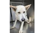 Adopt Tulip a White Husky / Mixed dog in Fort Worth, TX (41422168)
