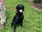 Adopt Xela a Black Mixed Breed (Large) / Mixed dog in Boone, NC (41422160)