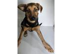 Adopt Bugs a Black German Shepherd Dog / Mixed dog in Rio Rancho, NM (41421555)