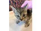 Adopt 55889335 a Gray or Blue Domestic Shorthair / Domestic Shorthair / Mixed