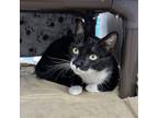 Adopt Stanley a All Black Domestic Shorthair / Mixed Breed (Medium) / Mixed