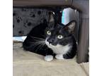 Adopt Stanley a All Black Domestic Shorthair / Domestic Shorthair / Mixed cat in