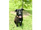 Adopt Bob (Tommy) a Black Labrador Retriever / Mixed Breed (Medium) / Mixed