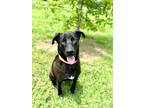 Adopt Bob (Tommy) a Black Labrador Retriever / Mixed dog in Gray, LA (37221824)