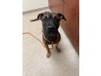 Adopt Cliff a Black Mixed Breed (Medium) / Mixed dog in Hamilton, OH (41422195)