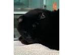 Adopt Timmy a All Black Domestic Shorthair / Domestic Shorthair / Mixed cat in