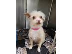 Adopt Tootsie a White - with Tan, Yellow or Fawn Terrier (Unknown Type