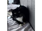 Adopt Sosa a Black & White or Tuxedo Domestic Mediumhair (long coat) cat in