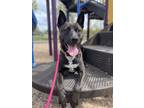 Adopt Owen a Black - with White Pumi / Pit Bull Terrier dog in Eugene