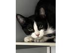 Adopt Feyre a Black & White or Tuxedo Domestic Shorthair / Mixed cat in Anoka