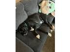 Adopt Kilowog or Kilo a Black - with White Labrador Retriever / Boxer / Mixed