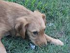 Adopt Brendell a Red/Golden/Orange/Chestnut Great Pyrenees dog in Rosenberg