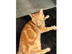 Adopt Jessy a Tiger Striped Abyssinian / Mixed (short coat) cat in Dallas