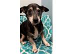 Adopt Simon a Dachshund / Mixed dog in Weston, FL (39640583)