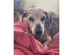 Adopt Hilda a Dachshund / Mixed dog in Weston, FL (41222130)