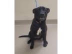 Adopt Cece a Black - with White American Pit Bull Terrier / Australian Cattle