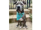 Adopt Duke a Gray/Blue/Silver/Salt & Pepper American Pit Bull Terrier / Mixed