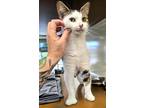 Adopt C24-54 Krue a Domestic Shorthair / Mixed (short coat) cat in Columbia