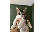Adopt Toast a Gray, Blue or Silver Tabby Domestic Mediumhair (medium coat) cat