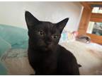 Adopt Abby Lee Miller a All Black Bombay / Mixed (short coat) cat in West Haven