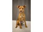 Adopt Skywalker a Mixed Breed (Medium) dog in Georgetown, OH (41422020)