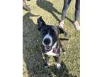 Adopt Tux a Black - with White Mutt / Labrador Retriever / Mixed dog in