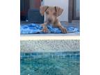 Adopt Wally a Tan/Yellow/Fawn Labrador Retriever / Beagle / Mixed dog in Lacey