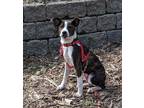 Adopt Jack (In Foster) a Brindle - with White Feist / Mixed Breed (Medium) /
