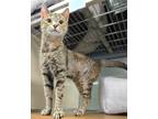Adopt C24-70 Lottie Dottie a Domestic Shorthair / Mixed (short coat) cat in