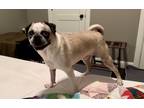 Adopt Blue a Tan/Yellow/Fawn - with White Pug / Mixed dog in Ennis