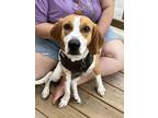 Adopt Mayor a Brown/Chocolate - with White Foxhound / Beagle / Mixed dog in