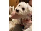 Adopt Coty a White Bichon Frise / Mixed dog in Topeka, KS (41378214)