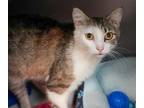 Adopt Courtney ~ SO SWEET! a Brown Tabby Domestic Mediumhair / Mixed Breed
