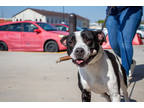 Adopt IHOP (Underdog in Foster) a Black American Pit Bull Terrier / Mixed Breed