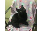 Adopt Brazen a All Black Domestic Shorthair / Domestic Shorthair / Mixed cat in