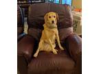Adopt Anna a Tan/Yellow/Fawn Labrador Retriever / Corgi / Mixed dog in Goodyear