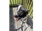 Adopt Luna a Black - with White Chow Chow / Australian Cattle Dog / Mixed dog in