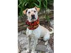 Adopt Gunnar a Tan/Yellow/Fawn Labrador Retriever / Mixed dog in Clay Center