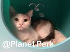 Adopt Quinn a Gray or Blue Domestic Shorthair / Domestic Shorthair / Mixed cat