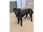 Adopt Coco a Black Mixed Breed (Medium) / Mixed dog in Chamblee, GA (41009088)