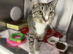 Adopt Dollie a Brown or Chocolate Domestic Shorthair / Domestic Shorthair /