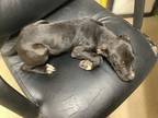 Adopt Eli a Black American Pit Bull Terrier / Mixed Breed (Medium) / Mixed