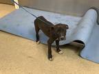 Adopt 6 a Black American Pit Bull Terrier / Mixed Breed (Medium) / Mixed (short