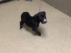 Adopt 2 a Black American Pit Bull Terrier / Mixed dog in Fort Worth